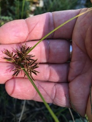 Cyperus congestus