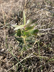 Leucadendron floridum