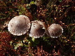 Psathyrella pennata