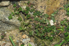 Crassula mataikona