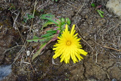 Hypochaeris sessiliflora