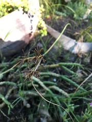 Cyperus congestus