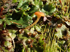 Loreleia postii