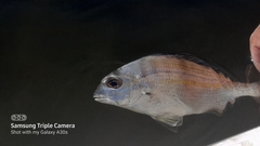 Rhabdosargus holubi