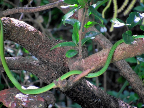 Photo of a Spotted Bush Snake (Philothamnus semivariegatus)