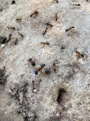 Camponotus semitestaceus
