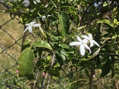 Jasminum azoricum