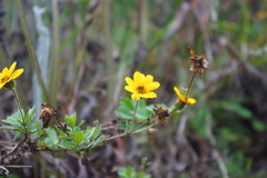 Coreopsis lopez-mirandae