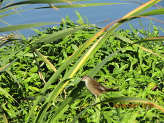 Bradypterus baboecala