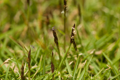 Zoysia pacifica