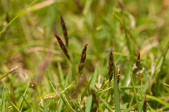 Zoysia pacifica