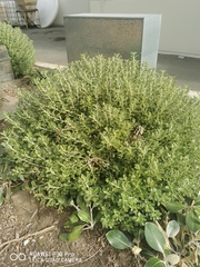 Brachyglottis monroi