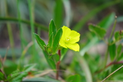 Oenothera multicaulis