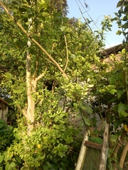 Citrus × microcarpa