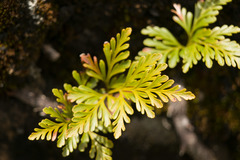 Davallia fejeensis