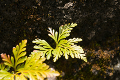 Davallia fejeensis