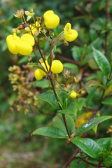 Calceolaria nivalis