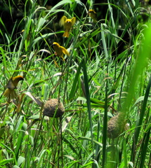 Dispholidus typus typus