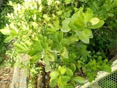 Citrus × microcarpa