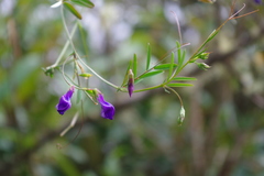Vicia andicola
