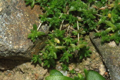 Crassula mataikona