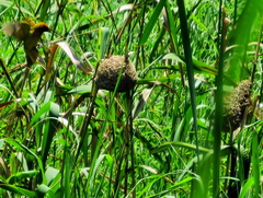 Dispholidus typus typus