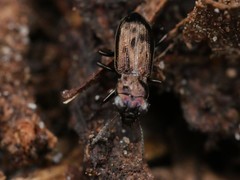 Notiophilus palustris