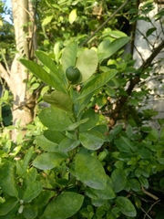 Citrus × microcarpa