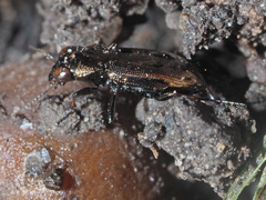 Notiophilus biguttatus