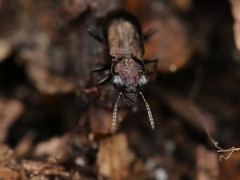 Notiophilus palustris