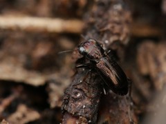 Notiophilus palustris