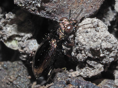 Notiophilus biguttatus
