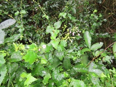 Commicarpus pentandrus