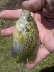 Lepomis punctatus