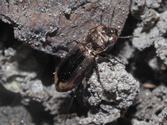 Notiophilus biguttatus