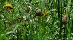 Dispholidus typus typus