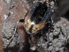 Notiophilus biguttatus