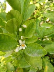 Citrus × microcarpa