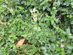 Achyropsis avicularis