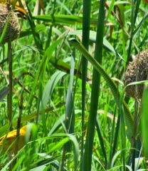 Dispholidus typus typus