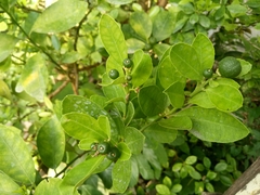 Citrus × microcarpa