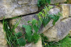 Urtica leptophylla