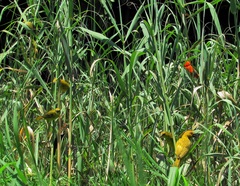 Dispholidus typus typus