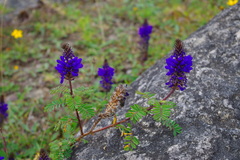 Dalea coerulea