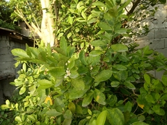 Citrus × microcarpa