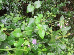 Commicarpus pentandrus