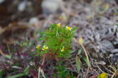 Tagetes terniflora