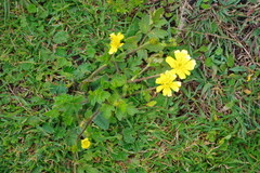 Ranunculus praemorsus