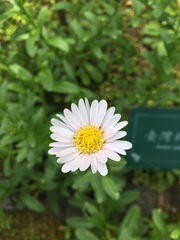 Aster oldhamii