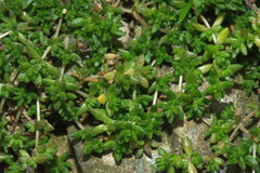 Crassula mataikona